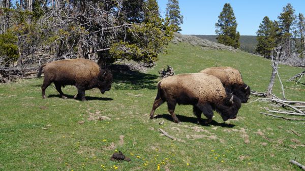 Yellowstone National Park